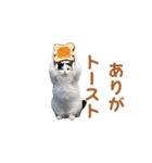 動く！猫ミーム(パート24)（個別スタンプ：9）