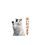 動く！猫ミーム(パート24)（個別スタンプ：10）
