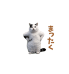 動く！猫ミーム(パート24)（個別スタンプ：14）