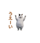 動く！猫ミーム(パート24)（個別スタンプ：16）