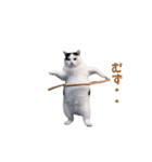 動く！猫ミーム(パート24)（個別スタンプ：17）