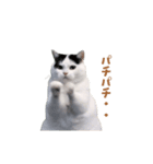 動く！猫ミーム(パート24)（個別スタンプ：18）