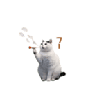 動く！猫ミーム(パート24)（個別スタンプ：20）