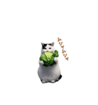 動く！猫ミーム(パート24)（個別スタンプ：21）