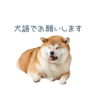 毎日使える陽気な柴犬【かわいい・連絡】（個別スタンプ：1）