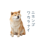 毎日使える陽気な柴犬【かわいい・連絡】（個別スタンプ：2）