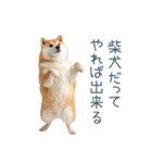 毎日使える陽気な柴犬【かわいい・連絡】（個別スタンプ：3）