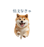 毎日使える陽気な柴犬【かわいい・連絡】（個別スタンプ：5）