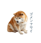 毎日使える陽気な柴犬【かわいい・連絡】（個別スタンプ：7）