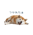毎日使える陽気な柴犬【かわいい・連絡】（個別スタンプ：8）
