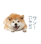 毎日使える陽気な柴犬【かわいい・連絡】（個別スタンプ：9）