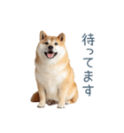 毎日使える陽気な柴犬【かわいい・連絡】（個別スタンプ：10）