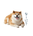 毎日使える陽気な柴犬【かわいい・連絡】（個別スタンプ：11）