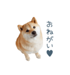 毎日使える陽気な柴犬【かわいい・連絡】（個別スタンプ：12）