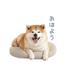 毎日使える陽気な柴犬【かわいい・連絡】（個別スタンプ：13）