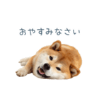 毎日使える陽気な柴犬【かわいい・連絡】（個別スタンプ：14）