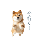 毎日使える陽気な柴犬【かわいい・連絡】（個別スタンプ：15）