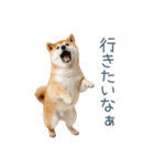 毎日使える陽気な柴犬【かわいい・連絡】（個別スタンプ：16）