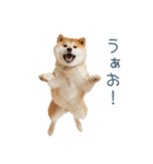 毎日使える陽気な柴犬【かわいい・連絡】（個別スタンプ：17）