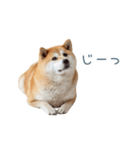 毎日使える陽気な柴犬【かわいい・連絡】（個別スタンプ：18）