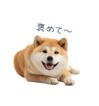 毎日使える陽気な柴犬【かわいい・連絡】（個別スタンプ：19）