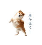 毎日使える陽気な柴犬【かわいい・連絡】（個別スタンプ：20）