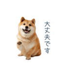 毎日使える陽気な柴犬【かわいい・連絡】（個別スタンプ：21）