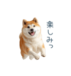 毎日使える陽気な柴犬【かわいい・連絡】（個別スタンプ：22）