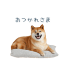毎日使える陽気な柴犬【かわいい・連絡】（個別スタンプ：23）