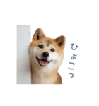 毎日使える陽気な柴犬【かわいい・連絡】（個別スタンプ：24）