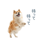 毎日使える陽気な柴犬【かわいい・連絡】（個別スタンプ：25）