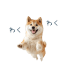 毎日使える陽気な柴犬【かわいい・連絡】（個別スタンプ：27）