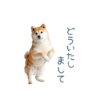 毎日使える陽気な柴犬【かわいい・連絡】（個別スタンプ：28）