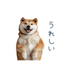 毎日使える陽気な柴犬【かわいい・連絡】（個別スタンプ：31）