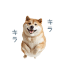 毎日使える陽気な柴犬【かわいい・連絡】（個別スタンプ：32）