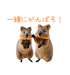 ハッピーアニマル_クオッカワラビー36（個別スタンプ：2）