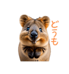 ハッピーアニマル_クオッカワラビー36（個別スタンプ：8）