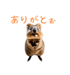 ハッピーアニマル_クオッカワラビー36（個別スタンプ：9）