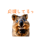 ハッピーアニマル_クオッカワラビー36（個別スタンプ：12）