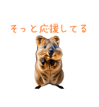 ハッピーアニマル_クオッカワラビー36（個別スタンプ：13）