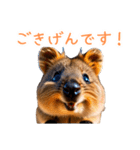 ハッピーアニマル_クオッカワラビー36（個別スタンプ：20）