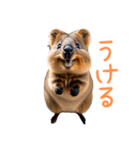 ハッピーアニマル_クオッカワラビー36（個別スタンプ：27）