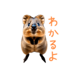 ハッピーアニマル_クオッカワラビー36（個別スタンプ：29）