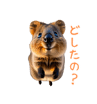 ハッピーアニマル_クオッカワラビー36（個別スタンプ：30）