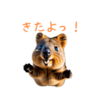 ハッピーアニマル_クオッカワラビー36（個別スタンプ：35）