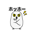 シロフクロウ★キュートな使える日常会話（個別スタンプ：13）