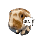 夏です。うさぎのフッくん（個別スタンプ：1）