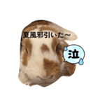 夏です。うさぎのフッくん（個別スタンプ：12）
