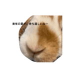 夏です。うさぎのフッくん（個別スタンプ：16）