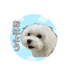 マルチーズ♡一言スタンプ（個別スタンプ：1）